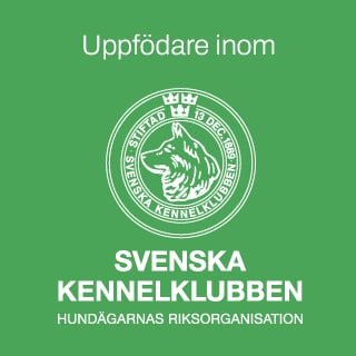 Svenska Kennelklubben