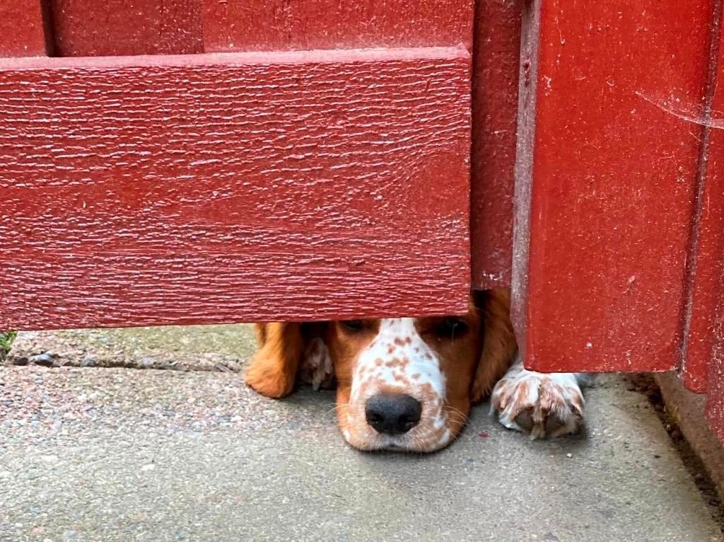 Nyfiken welsh springer spaniel