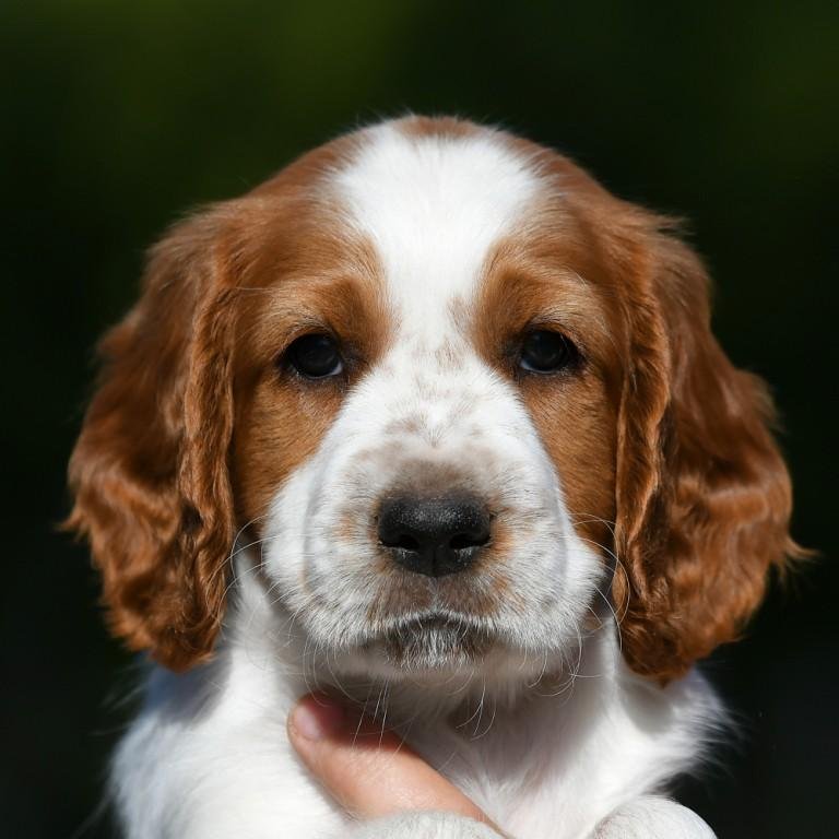Daisy huvudbild