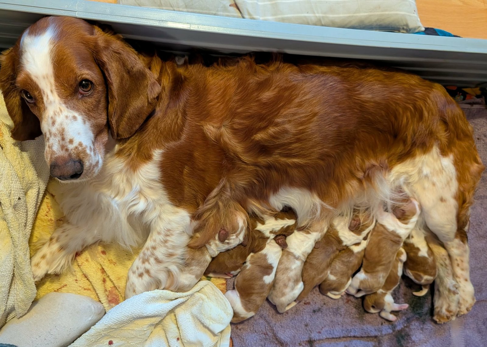 Socker med sina nyf&ouml;dda valpar