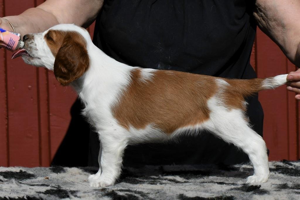 Lyra st&aring;ende